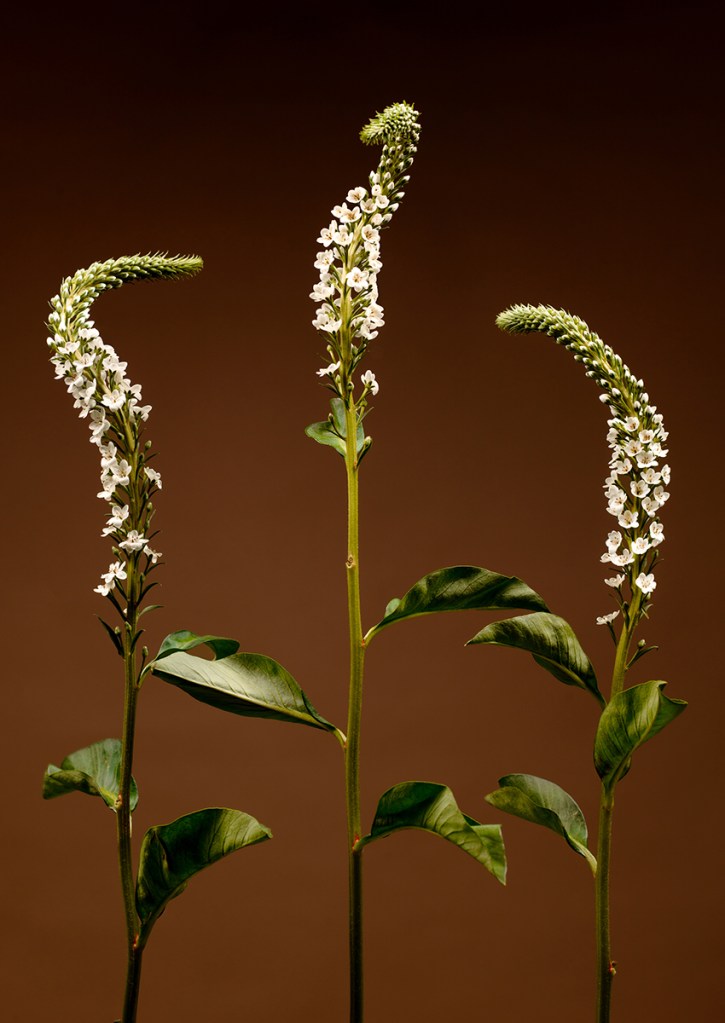 'Lysimachia Clethroides' from Rooted In Her. Three gooseneck loosestrife stand next to each other exposing their beautiful curved shape with a pure elegant sense of aliveness. The colour palette of this photograph grounds us in the very soil where these flowers bloom and where the relationship with gardening begins. These tones hold deep symbolic weight, tying the visual colors of the project back to the earth itself and honoring the raw, natural beauty that grows from within.