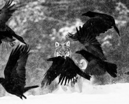 Black and white image of a wolf. in the snow, in the foreground crows take flight