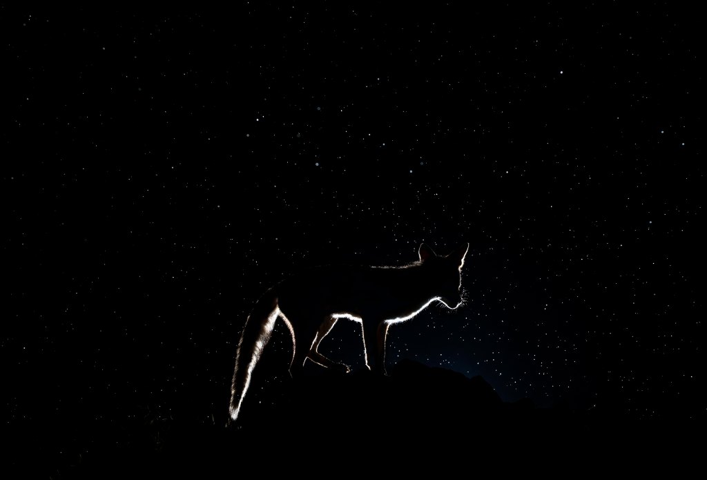 silhouette of a fox at night in the rain, wildlife photography