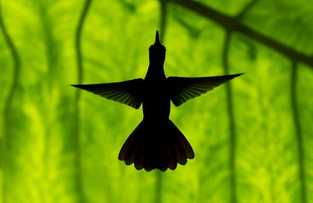 Wildlife photography, a silhouette of a small bird against green leaves
