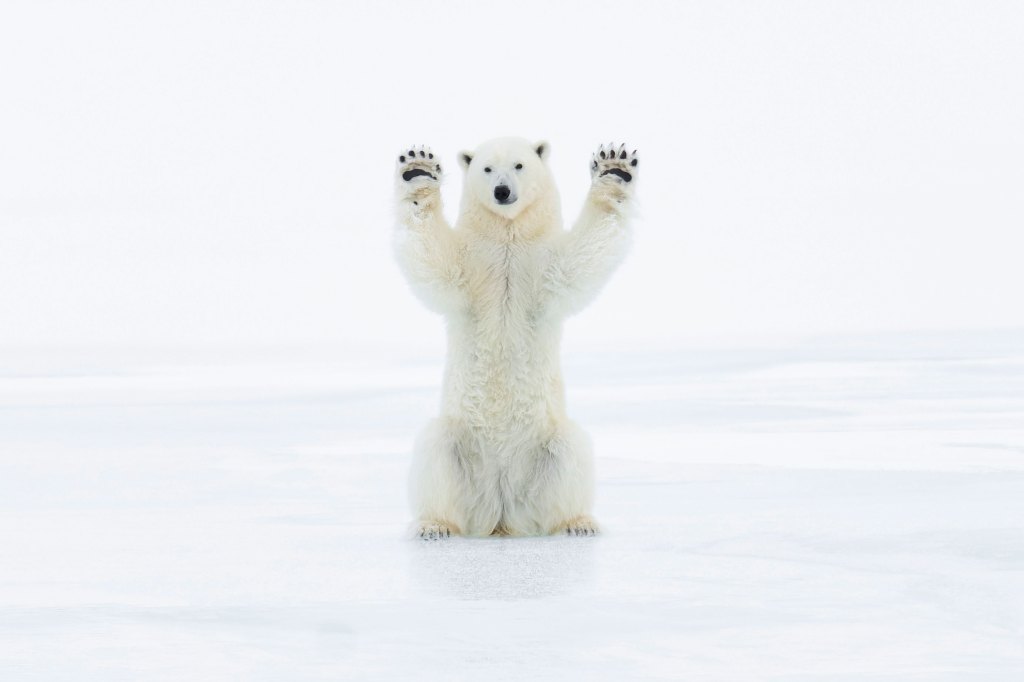 Wildlife photography, an icebear seated with his front legs stretched up to the sky, like a human would when they surrender