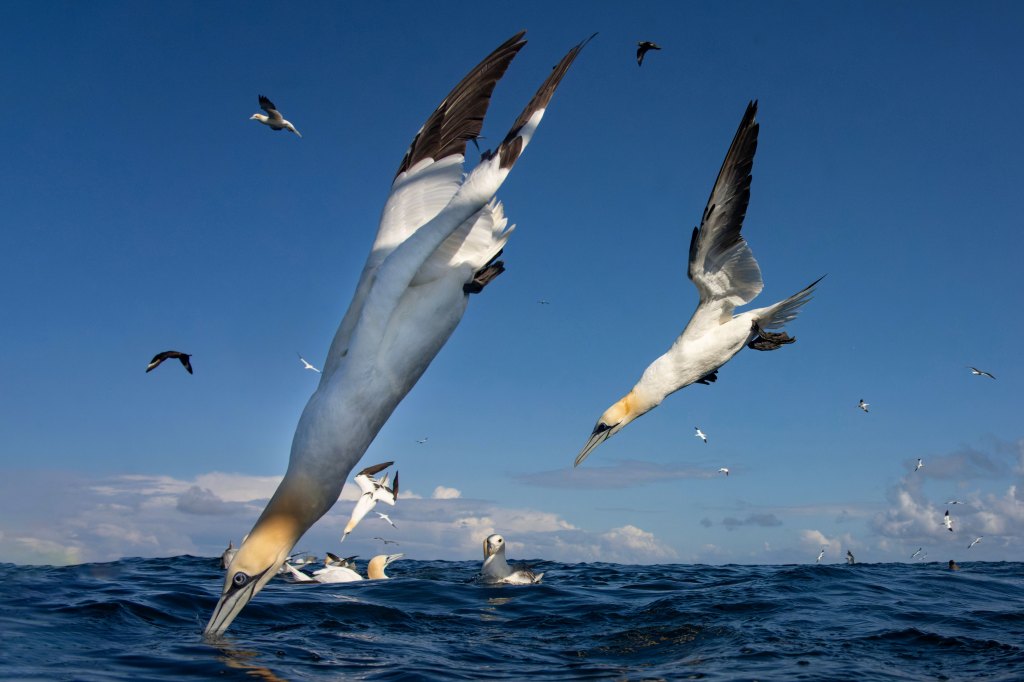 Wildlife photography, birds diving into the sea