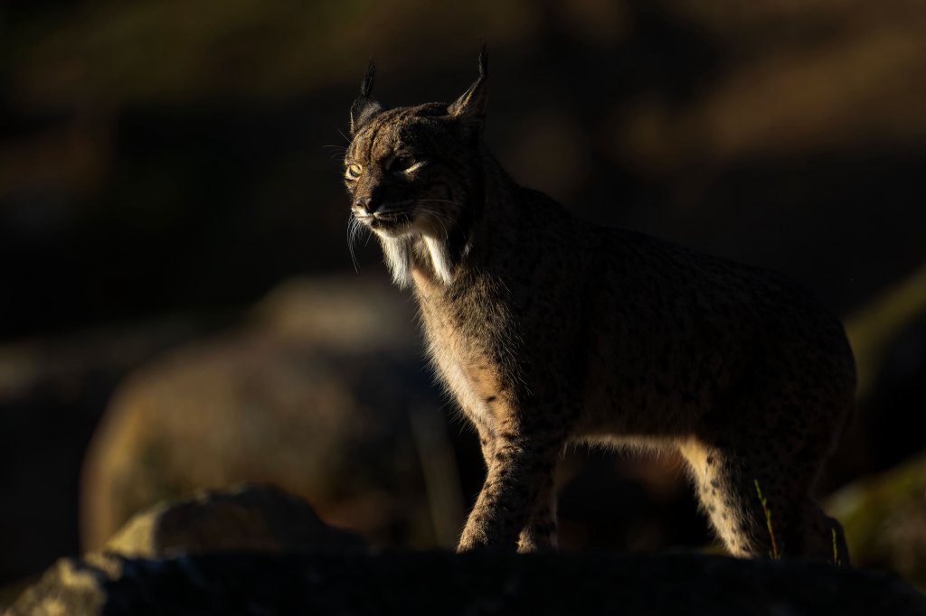 Wildlife photography, lynx at sunset