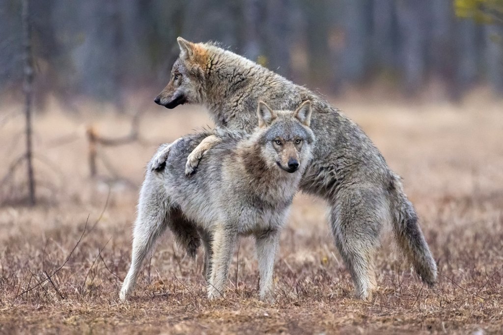 Wildlife photography, a wild wolf balances  his front legs on the back of another wolf.
