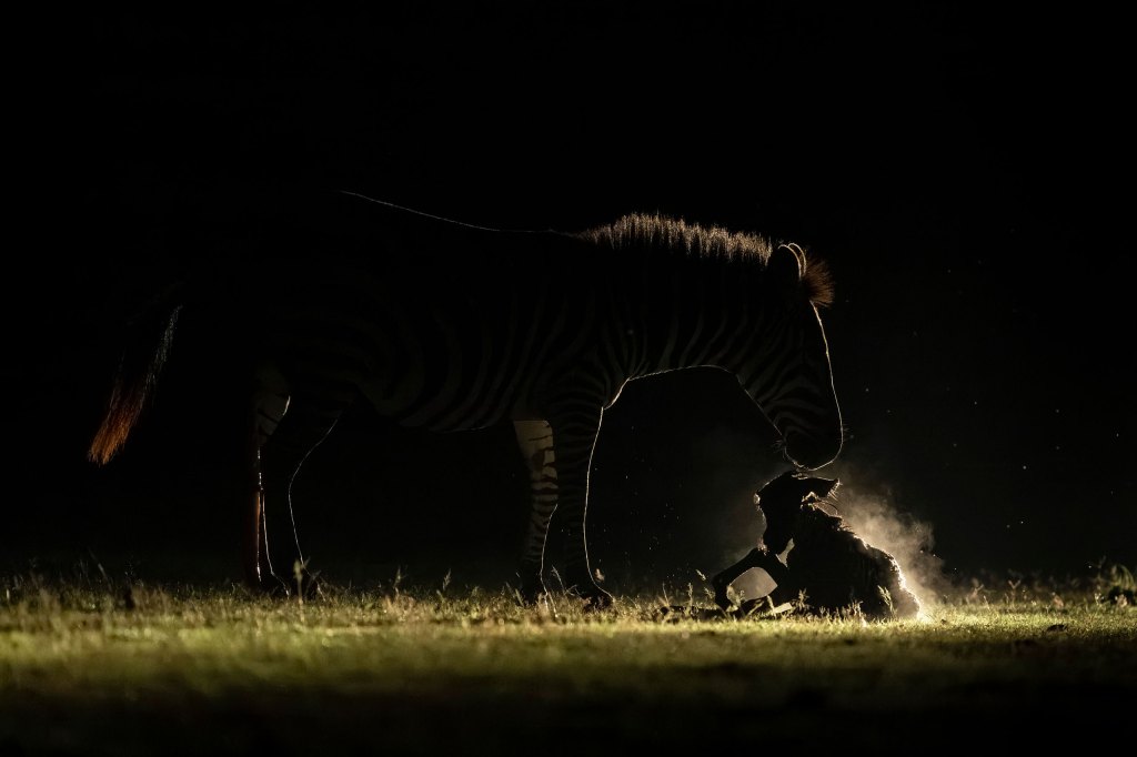 Wildlife photography, silhouette of a zebra with its newborn