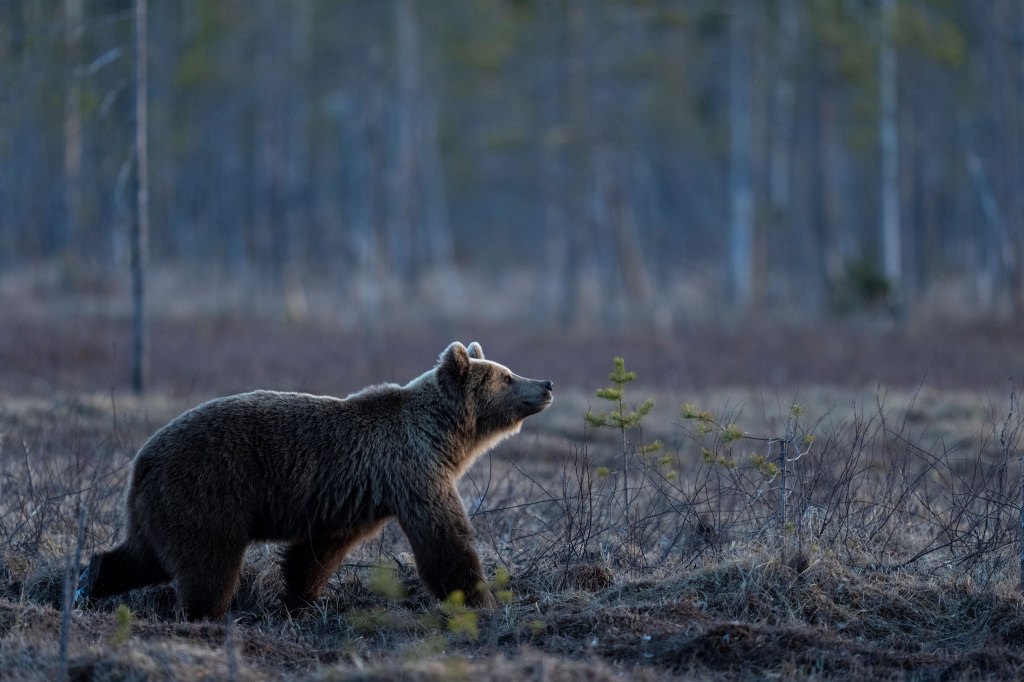 Wildlife photography, a bear crossing a field looking like it's smiling.
