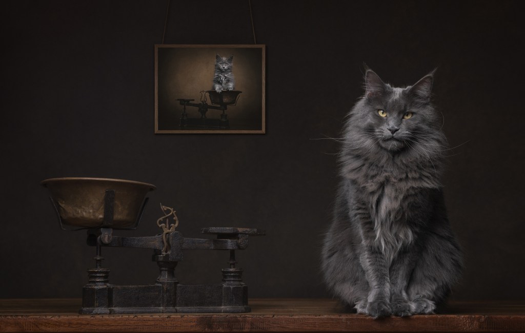 International Pet Photographer of the Year Awards category Finalist