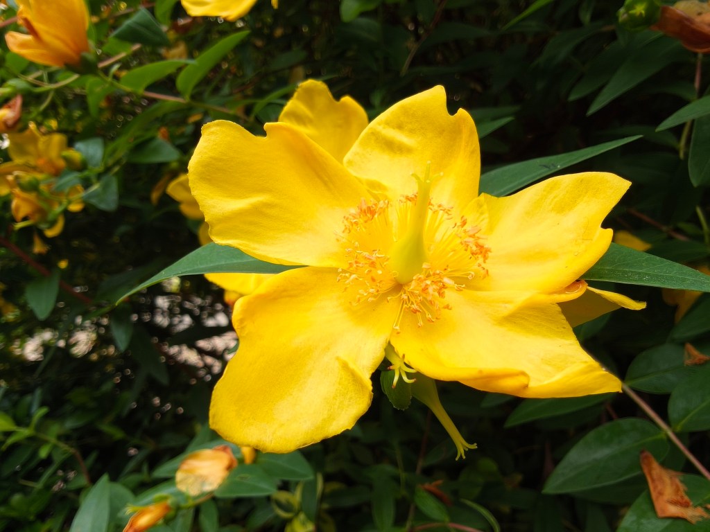 Oppo Reno 16 Pro image sample, a bright yellow flower from close up