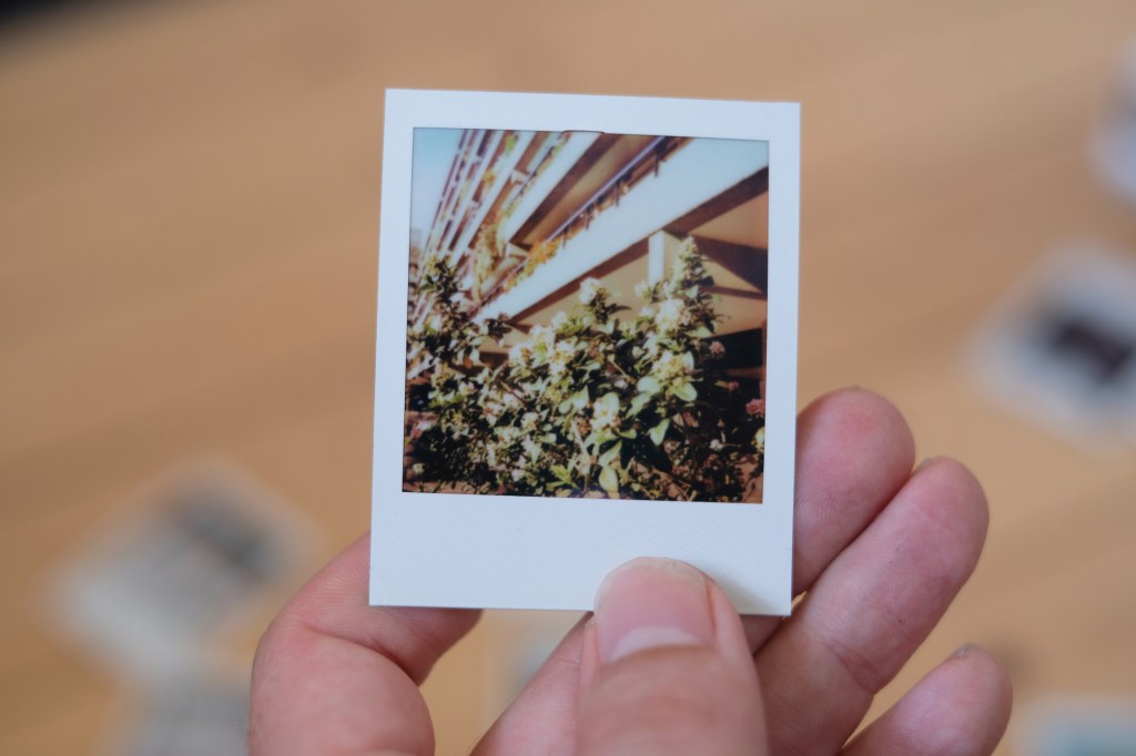 Polaroid Go photograph of flowers in front of the Barbican estate