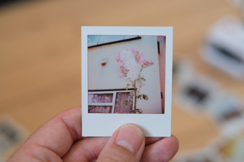 Polaroid photograph of a pink flower in front of a house