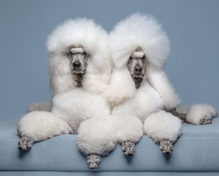 International Pet Photographer of the Year Awards category Finalist