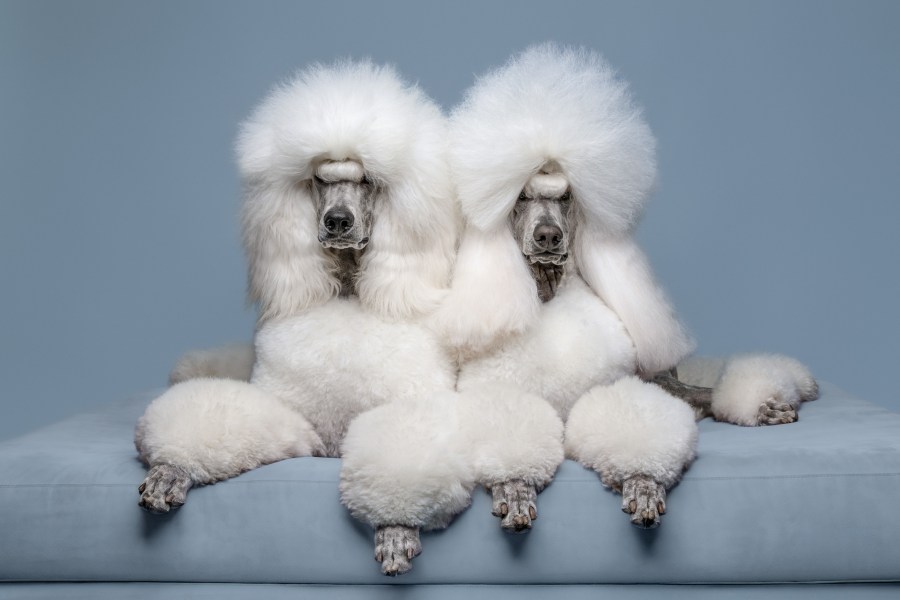 International Pet Photographer of the Year Awards category Finalist
