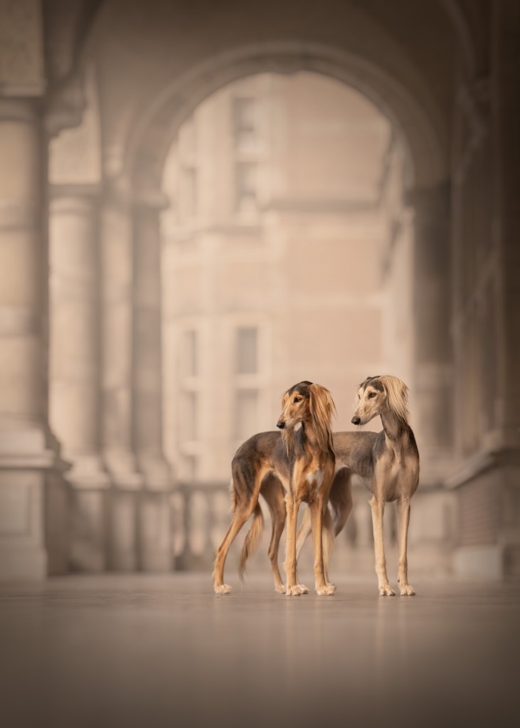 International Pet Photographer of the Year Awards category Finalist