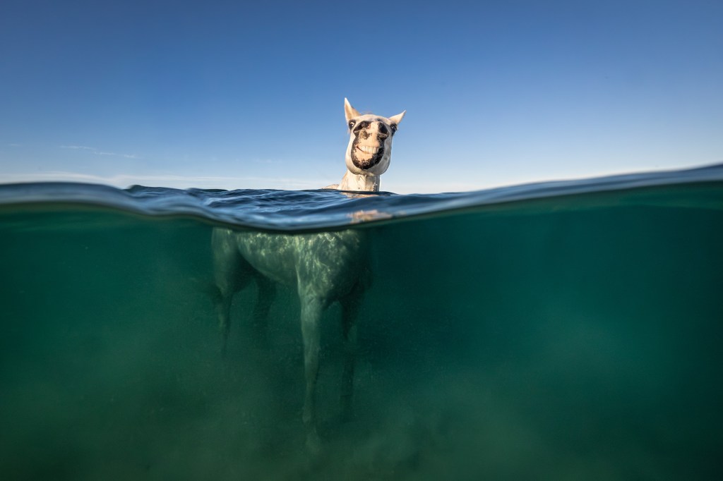 International Pet Photographer of the Year Awards category Finalist