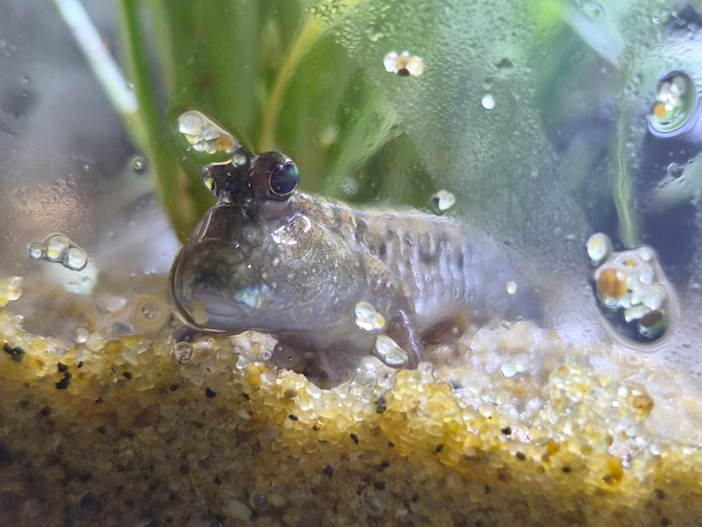 Mudskipper. Close up using the 3x option, the camera has cropped from the main camera. Photo JW.