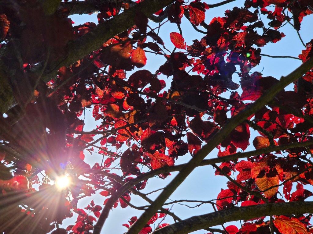 Lens flare shooting into the sun with the 3x telephoto camera. Photo JW