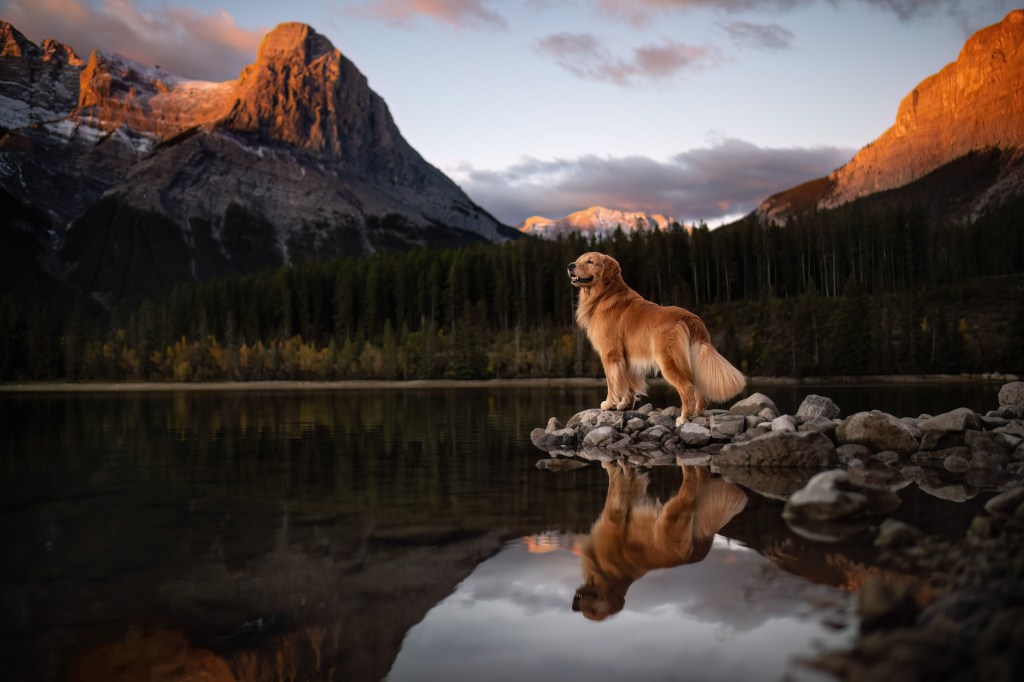 International Pet Photographer of the Year Awards category Finalist