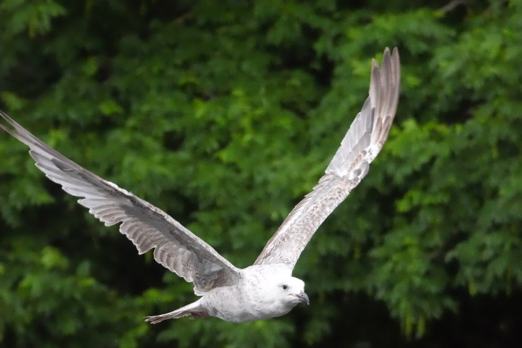 Sony RX10 V gull in flight sample image.