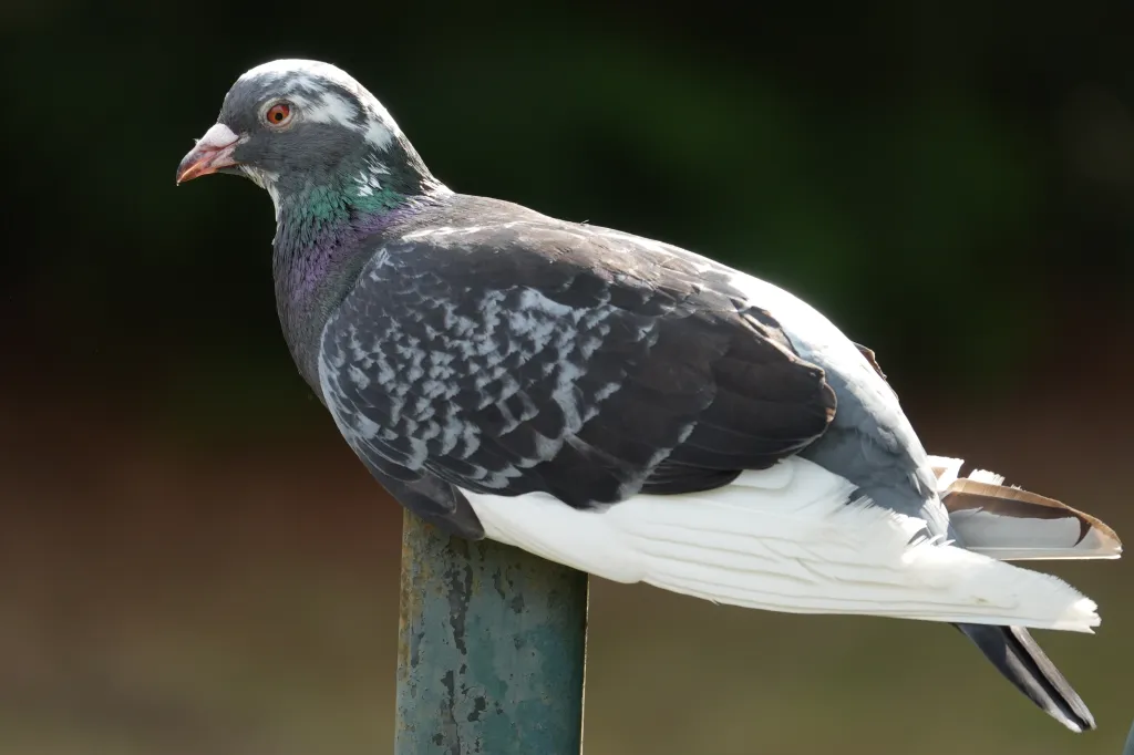Sony RX10 V pigeon sample image.