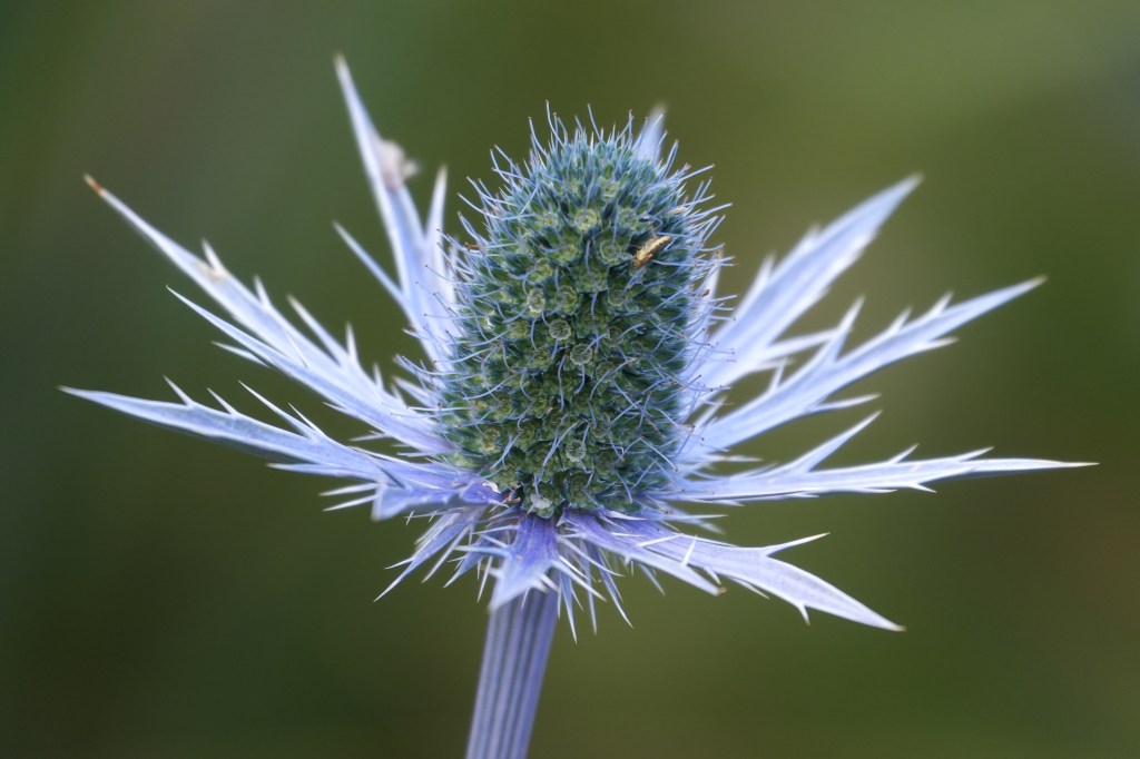 Sony RX10 V close-up sample image.