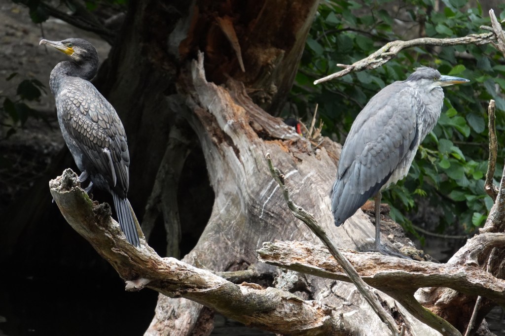 Sony RX10 V cormorant and heron sample image.