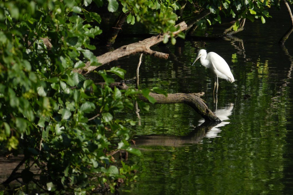 Sony RX10 V egret sample image.