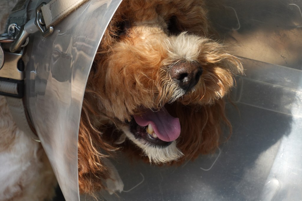Sony RX10 V dog close-up sample image