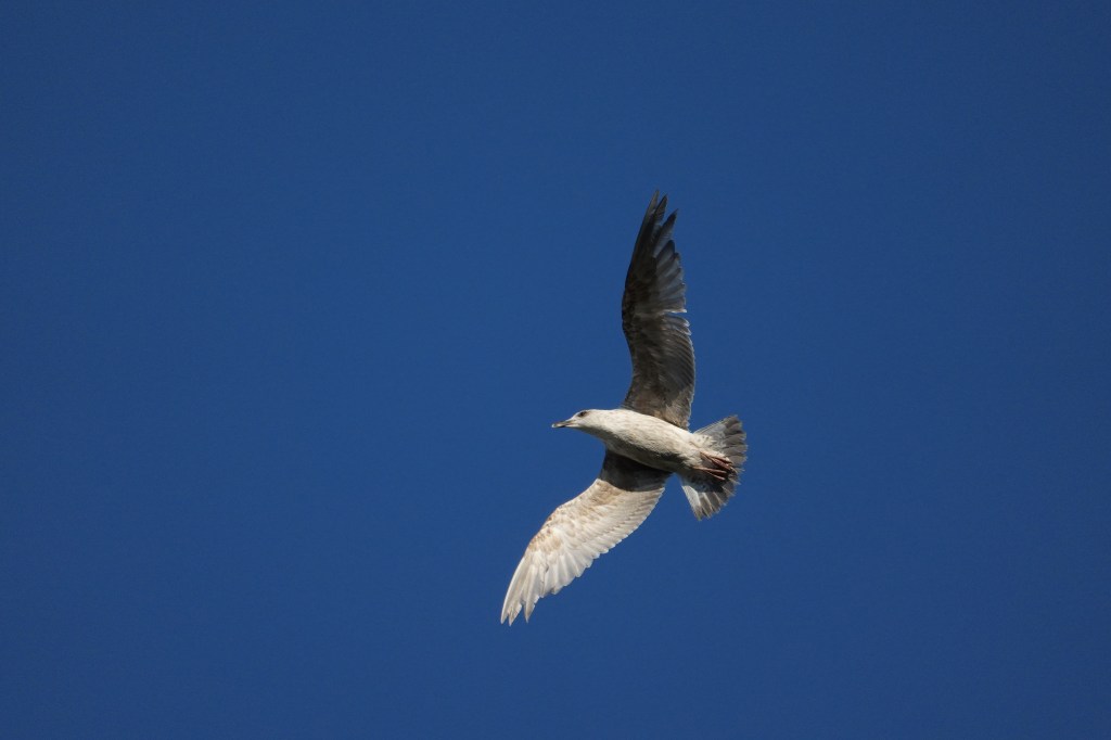 Sony RX10 V gull in flight sample image.