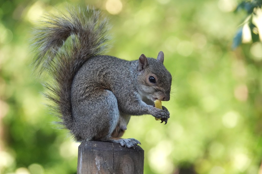 Sony RX10 V chip-eating squirrel sample image.