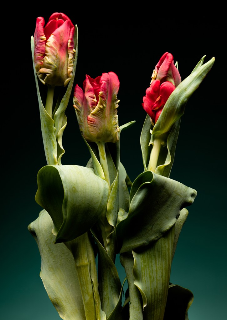 'Tulipa', from Rooted in Her. This photograph shows the favorite flower of one of the women I interviewed for this project and their connection to flowers. By featuring a trio of tulips rather than a solitary bloom, this arrangement evokes a profound sense of companionship. This visual unity directly mirrors the heartwarming community of female gardeners. The deliberate composition brings the three flowers into physical contact, their touching leaves mapping out natural curves and leading lines that guide the eye directly to the petals. Though bound together, each tulip retains a unique architectural structure, celebrating both collective harmony and individual beauty.