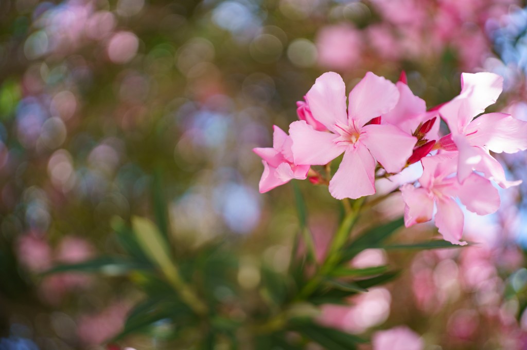 Viltrox AF 35mm F1.8 EVO II sample image. Pink flower close up with out of focus background.