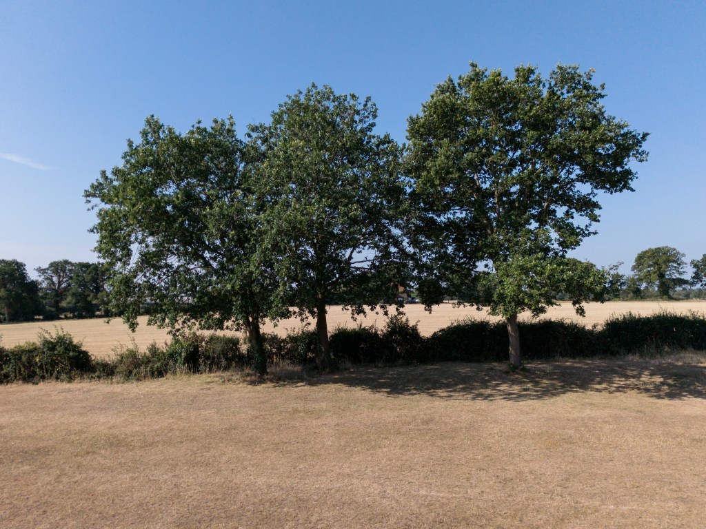 DJI Lito X1 drone sample image. A line of trees