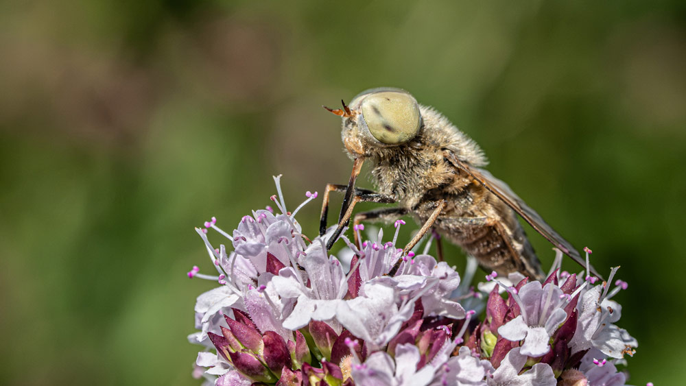 Excire advertorial nature photography