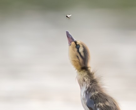 duckling leaping for a fly