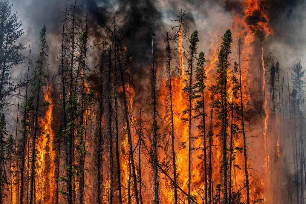 forest fire
