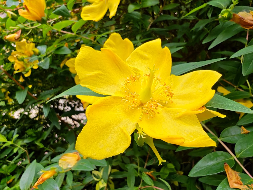 Honor Magic V6 fold phone sample image. Close up of a yellow flower with large petals.