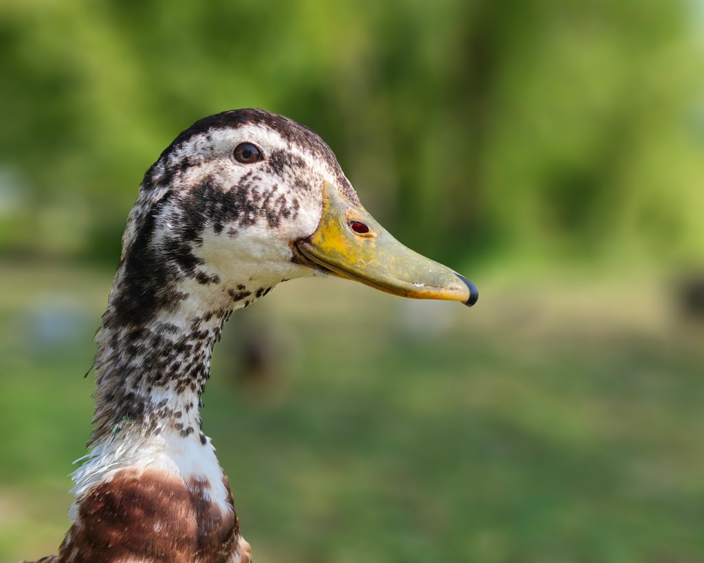 Honor Magic V6 sample, a duck's head