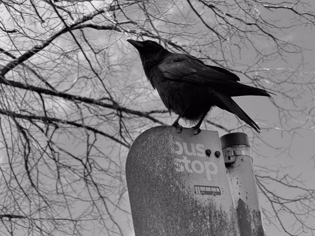 A blackbird sitting on a bus stop sign
