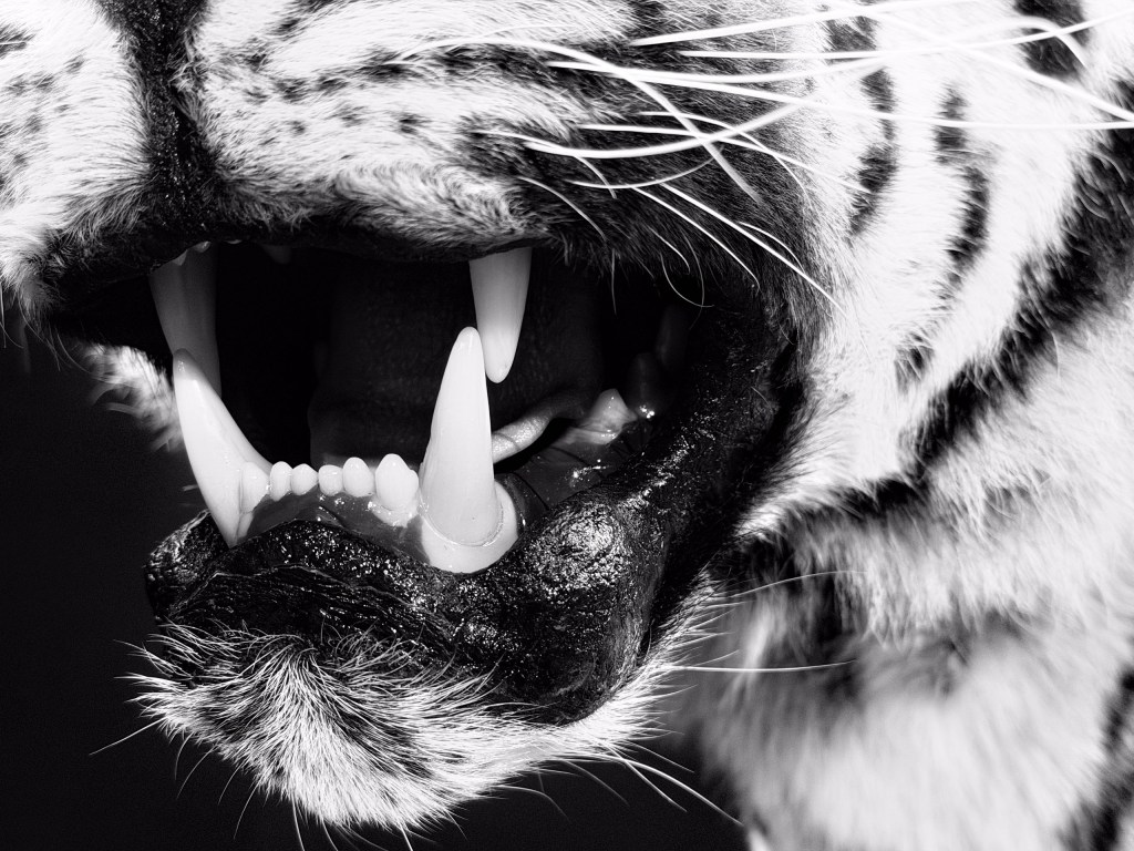 A close-up of tiger teeth