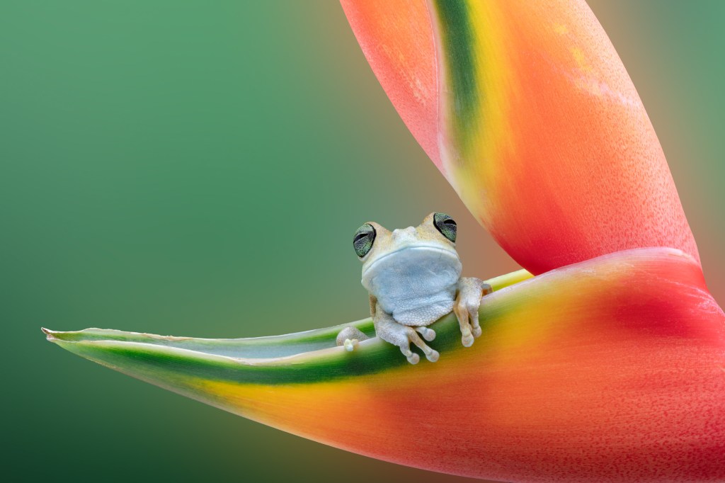 International Pet Photographer of the Year Awards category Finalist