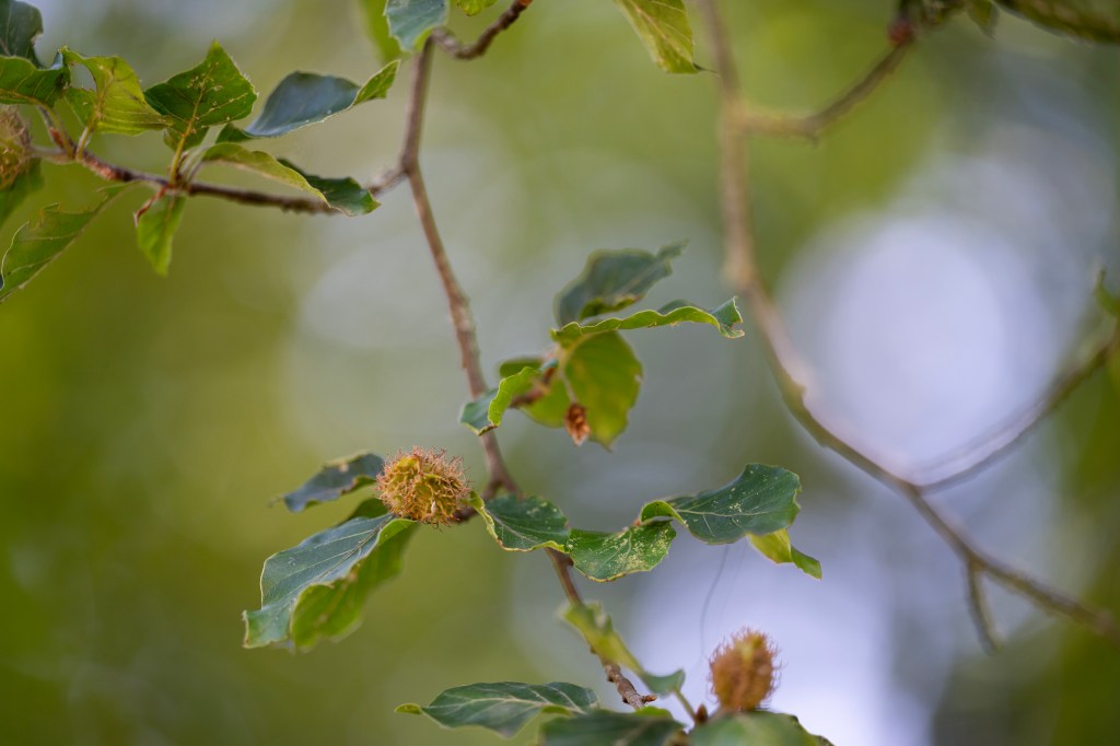 Nikon Nikkor Z 70-200mm F2.8 VR S II. lens sample, tree leaves with out of focus background