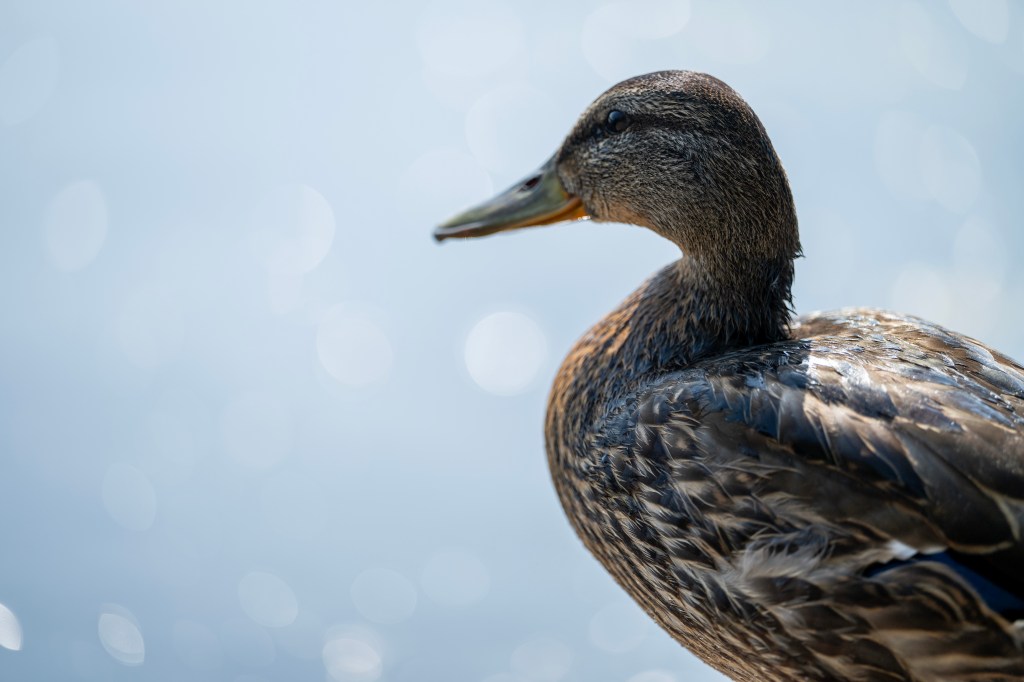 Nikon Nikkor Z 70-200mm F2.8 VR S II. lens sample image, a duck with bokeh circles in the background