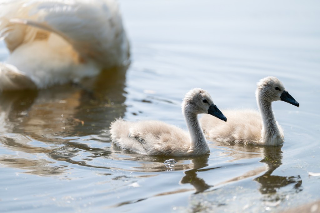 Nikon Nikkor Z 70-200mm F2.8 VR S II. lens sample, two cygnets at swim in front of their mother