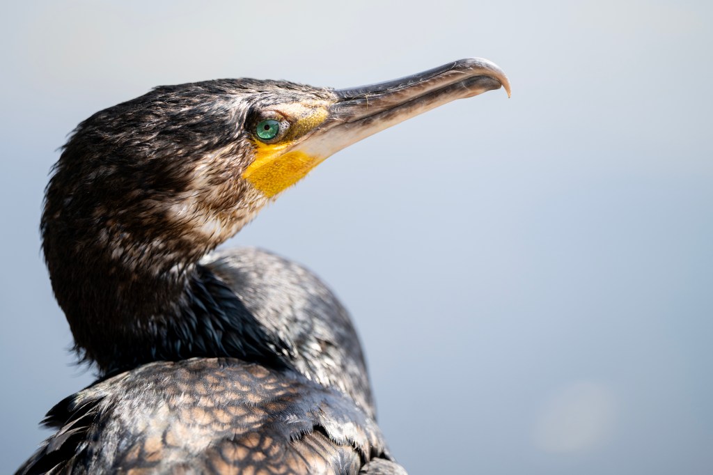 Nikon Nikkor Z 70-200mm F2.8 VR S II. lens sample, a bird's head close up