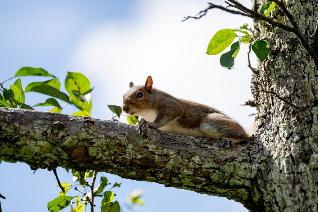 Nikon Nikkor Z 70-200mm F2.8 VR S II. lens sample. a squirrel high up on a tree branch