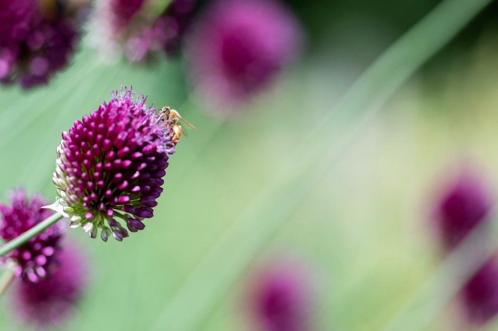 Nikon Nikkor Z 70-200mm F2.8 VR S II. lens sample, a bee on a purple flower