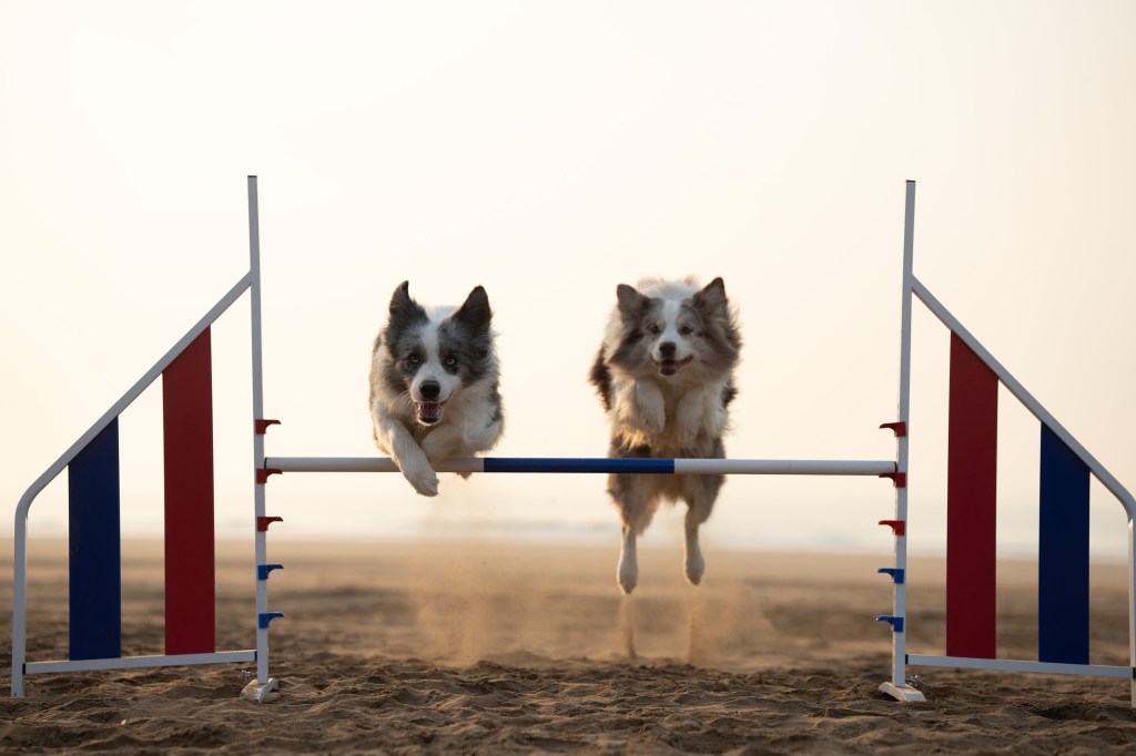 International Pet Photographer of the Year Awards category Finalist