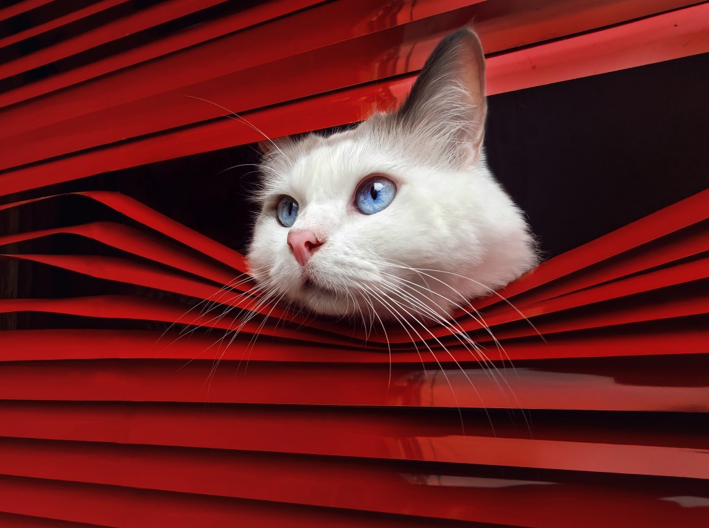 International Pet Photographer of the Year Awards category Finalist